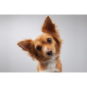 Dog-Ear-Positions-Guide-Understanding-Canine-Body-Language