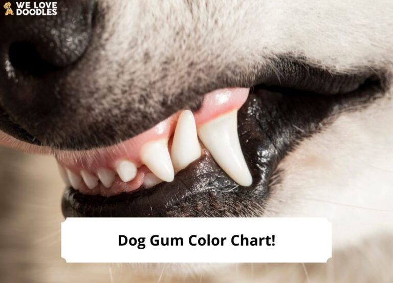 Dog Gum Color Chart: Signs of Illness and What to Do! - We Love Doodles