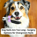 Dog-Nails-Are-Too-Long-Surgery-Options-for-Overgrown-Nails