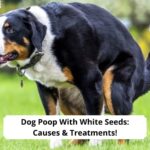 Dog-Poop-With-White-Seeds-Causes-Treatments-template