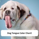 Dog-Tongue-Color-Chart-template