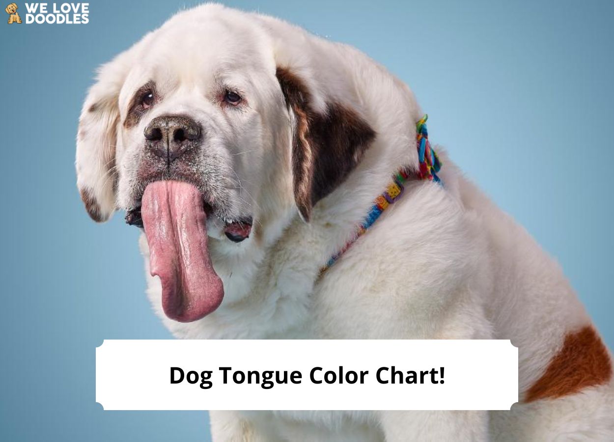 Dog Tongue Color Chart Common Colors and What You Need to Know! (2023