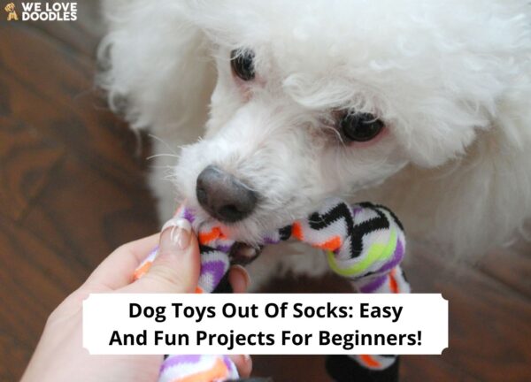 Dog Toys Out Of Socks Easy And Fun Projects For Beginners 2023 We 