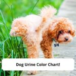 Dog-Urine-Color-Chart-An-Easy-to-Understand-Guide-template