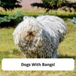 Dogs-With-Bangs-template