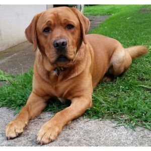Fox-Red-Lab-Price