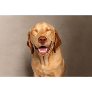 Fox-Red-Laboratories-with-a-Darker-Coat