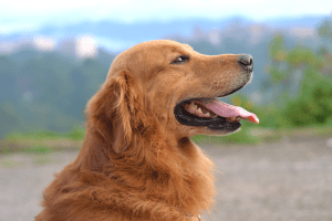 Golden-retriever