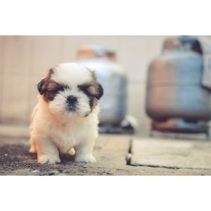 Happy-Farm-Puppies