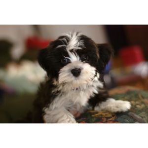 Havanese