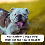 Heat-Rash-on-a-Dogs-Belly-What-it-is-and-How-to-Treat-it-template
