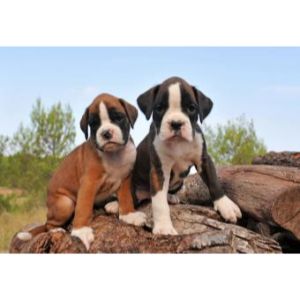 Lucky-Dog-Animal-Rescue