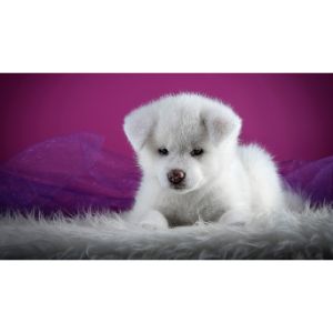 Fredericksburg-SPCA