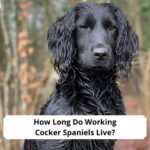 How-Long-Do-Working-Cocker-Spaniels-Live-template