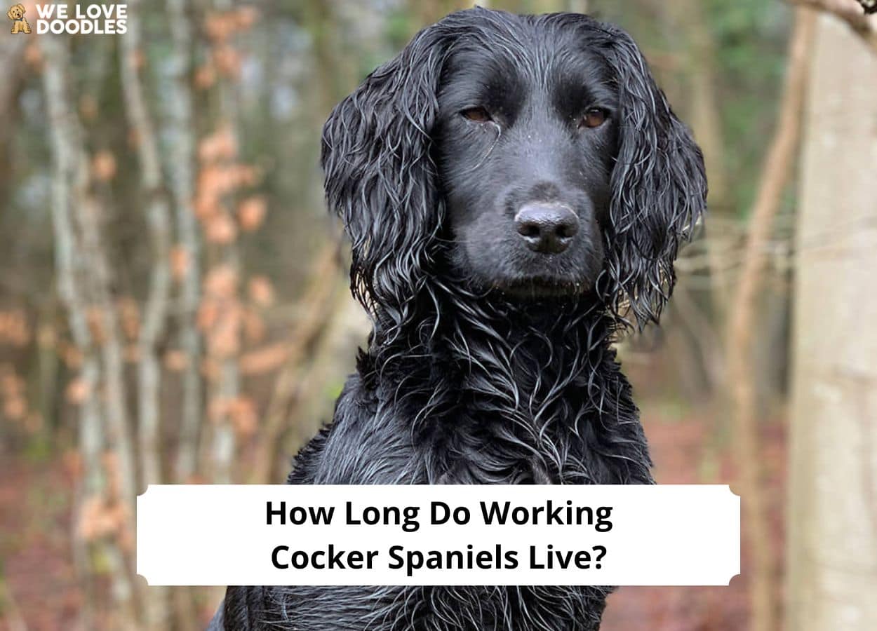How Long Do Working Cocker Spaniels Live? (2024) We Love Doodles