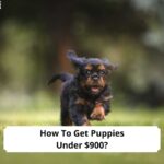 How-To-Get-Puppies-Under-900-template