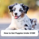 How-to-Get-Puppies-Under-100-template