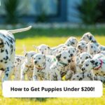 How-to-Get-Puppies-Under-200-template