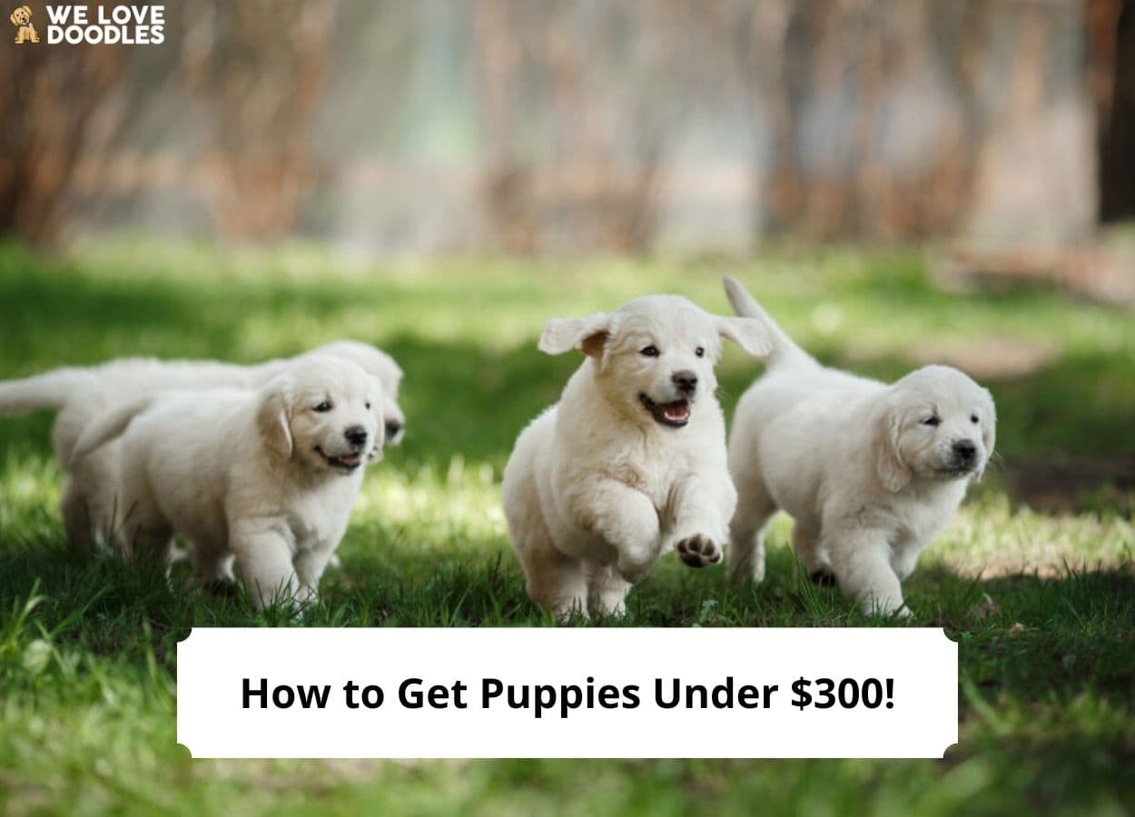 How to Get Puppies Under $300! (2024) - We Love Doodles