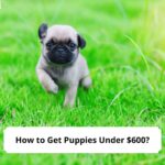 How-to-Get-Puppies-Under-600-template