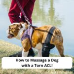 How-to-Massage-a-Dog-with-a-Torn-ACL-template