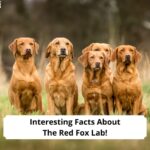 Interesting-Facts-About-The-Red-Fox-Lab-template