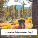 Is-Jasmine-Poisonous-to-Dogs-template