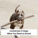 Locked-Jaw-in-Dogs-What-You-Need-to-Know-template