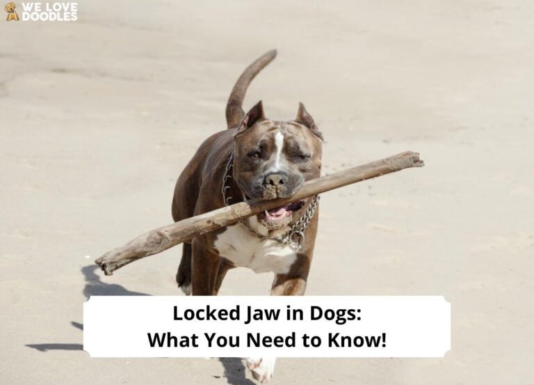 Locked Jaw in Dogs: What You Need to Know!