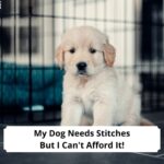 My-Dog-Needs-Stitches-But-I-Cant-Afford-It-template