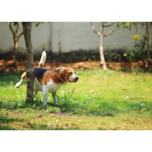 Orange-Dog-Urine-Color