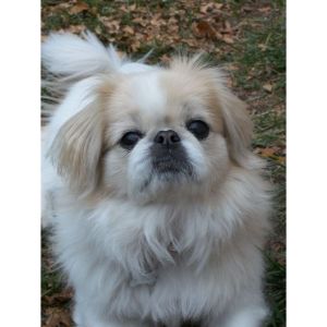 Pekingese