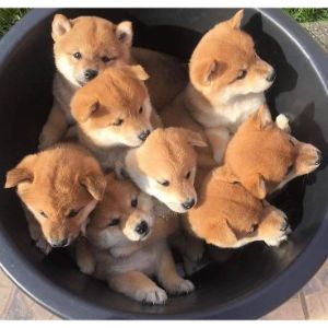 Petfinder