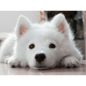 Petfinder