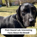 Plott-Hound-Lab-Interesting-Facts-About-The-Breed-template