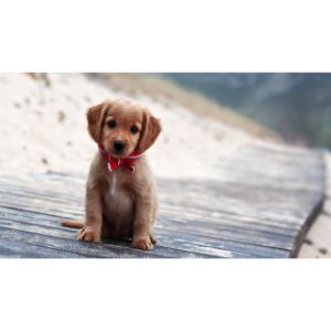 Puppies