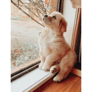 PuppySpot