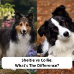 Sheltie-vs-Collie-Whats-The-Difference-template