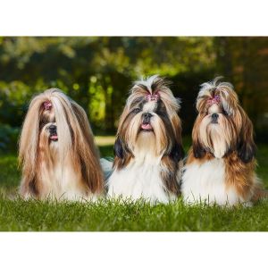 Shih-Tzu