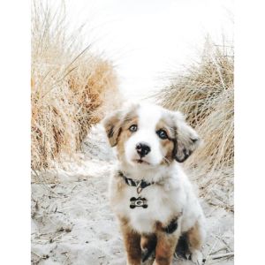 South-Jersey-Rescue