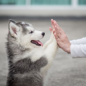 Texas-Husky-Rescues-Inc