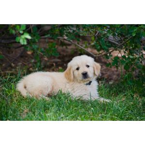Valley-View-Puppies