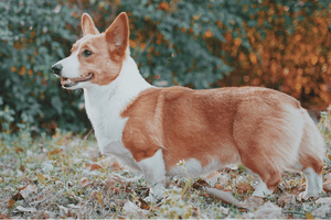 do corgis get haircuts