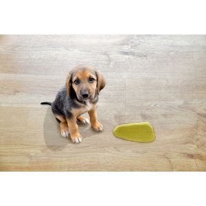 What-Color-is-a-Healthy-Dogs-Urine