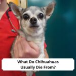 What-Do-Chihuahuas-Usually-Die-From-template