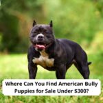 Where-Can-You-Find-American-Bully-Puppies-for-Sale-Under-300-template