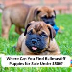 Where-Can-You-Find-Bullmastiff-Puppies-for-Sale-Under-500-template