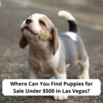 Where-Can-You-Find-Puppies-for-Sale-Under-500-in-Las-Vegas-template