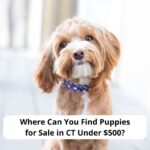 Where-Can-You-Find-Puppies-for-Sale-in-CT-Under-500-template