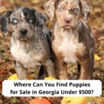 Where-Can-You-Find-Puppies-for-Sale-in-Georgia-Under-500-template